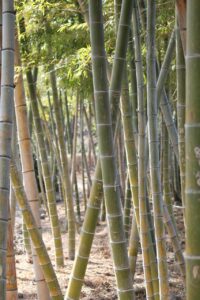 市場購入と通販、どちらがカニをお得に楽しめるか？