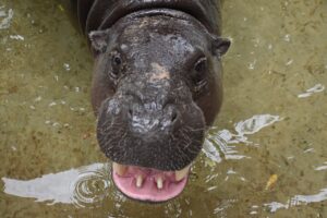 かにまみれの偽物を見分ける方法は？