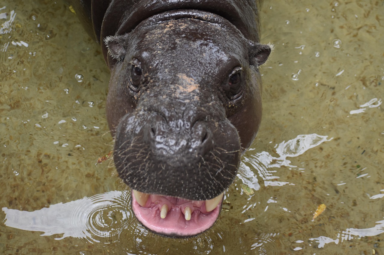 かにまみれの偽物を見分ける方法は？