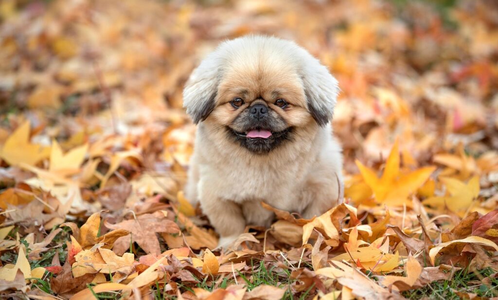 かに本舗の通販は評判通りの美味しさなのか？