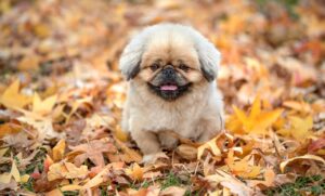 かに本舗の通販は評判通りの美味しさなのか？