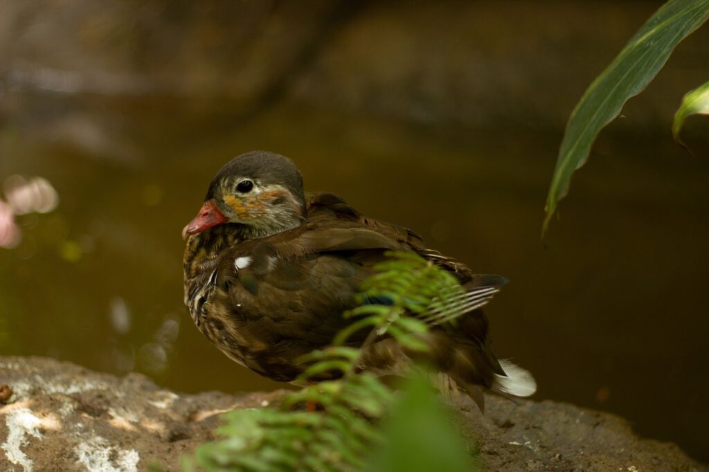 カニを年末年始に通販で購入する際のおすすめは？
