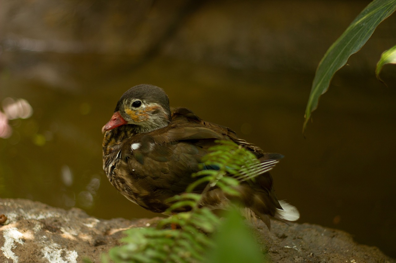 カニを年末年始に通販で購入する際のおすすめは？