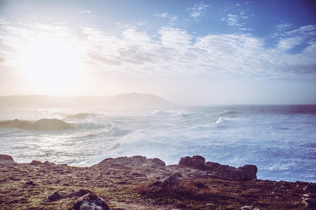 毛ガニ通販でミソが多い商品はどれがおすすめ？