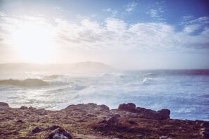 毛ガニ通販でミソが多い商品はどれがおすすめ？