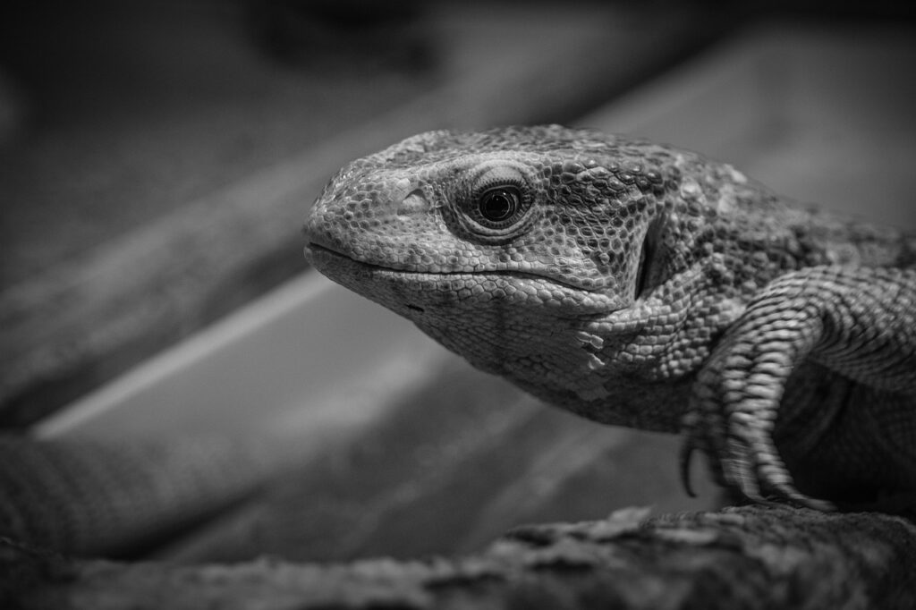 カニ通販の公式サイトでおすすめの商品は？