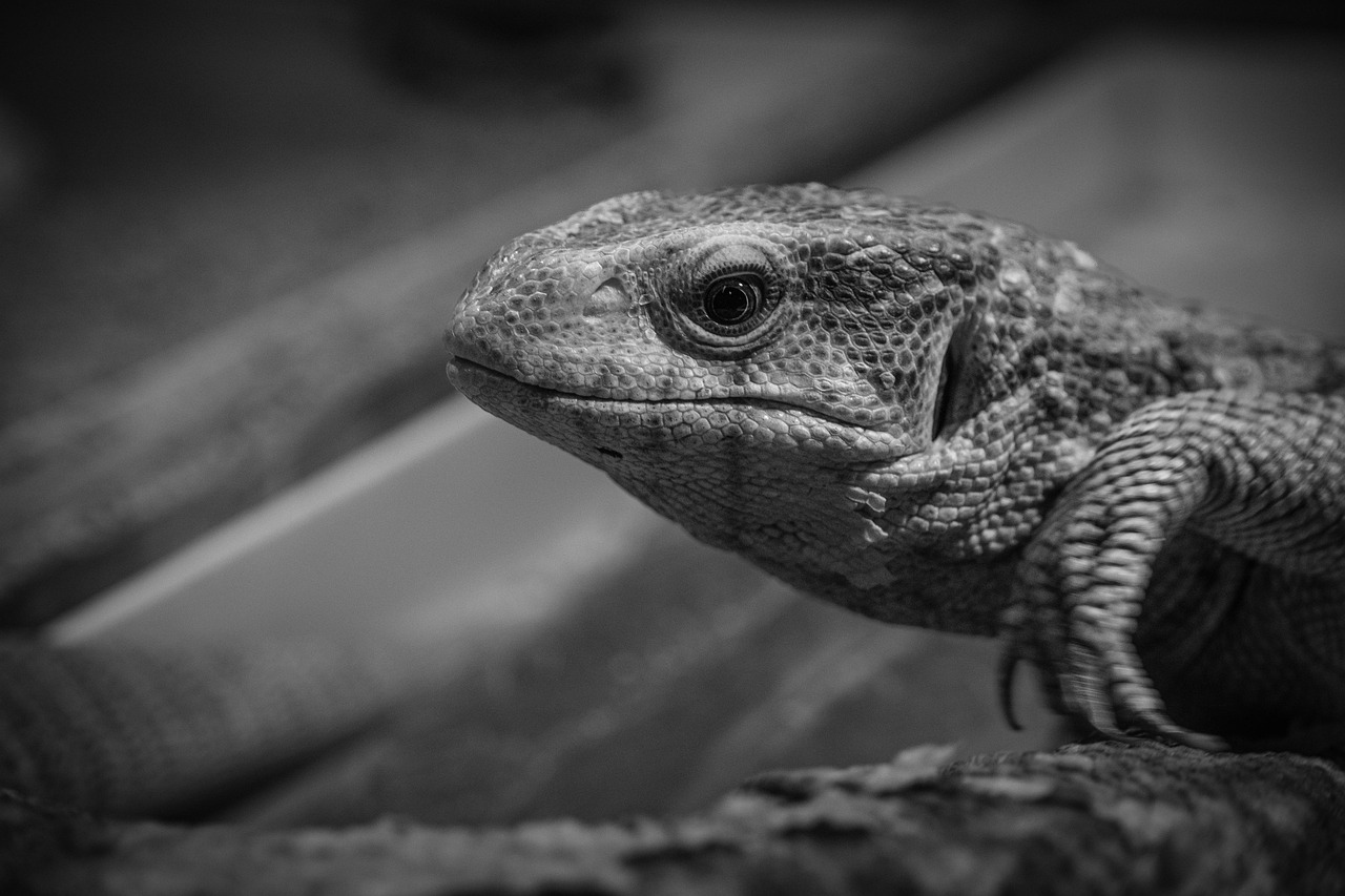 カニ通販の公式サイトでおすすめの商品は？