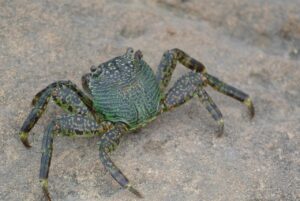 カニの通販で大容量を選ぶ際のおすすめは？