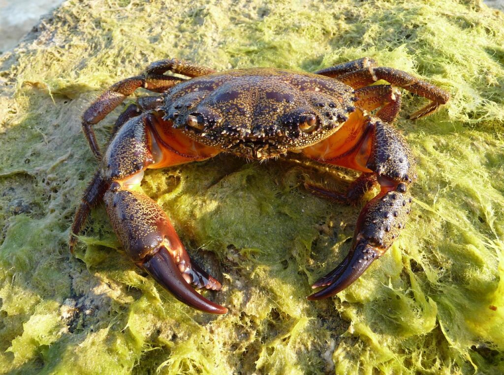 カニの通販は食べやすさ重視で選ぶべき？
