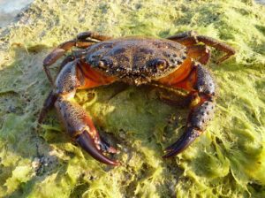 カニの通販は食べやすさ重視で選ぶべき？