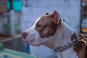 ズワイガニのお取り寄せでおすすめのランキングは？