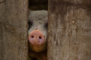 カニ通販の年末年始に売り切れを避けるためのポイントは？