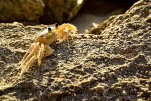 越前ガニの通販でおすすめのランキングはどれ？