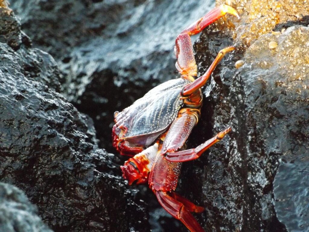 カニの通販でキャンセルしたいとき、対応は良いの？