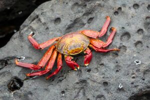 カニの通販は子どもが喜ぶグルメなの？