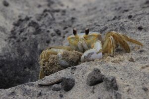 カニの通販は本当におすすめ？実際の口コミを徹底調査！
