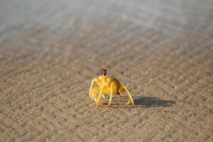 カニのおすすめはどう選ぶ？