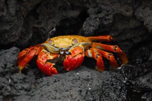 カニ通販の効果は本当にあるの？